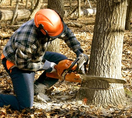 Tree Removal in Hope, ME
